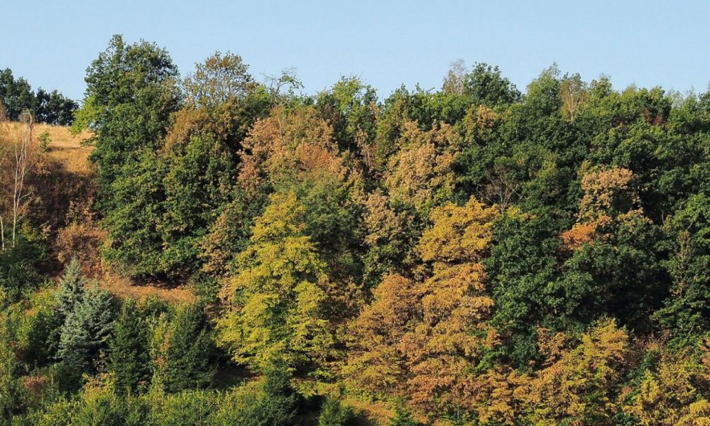 Trockenstress bei Bäumen LeserEcho Leer